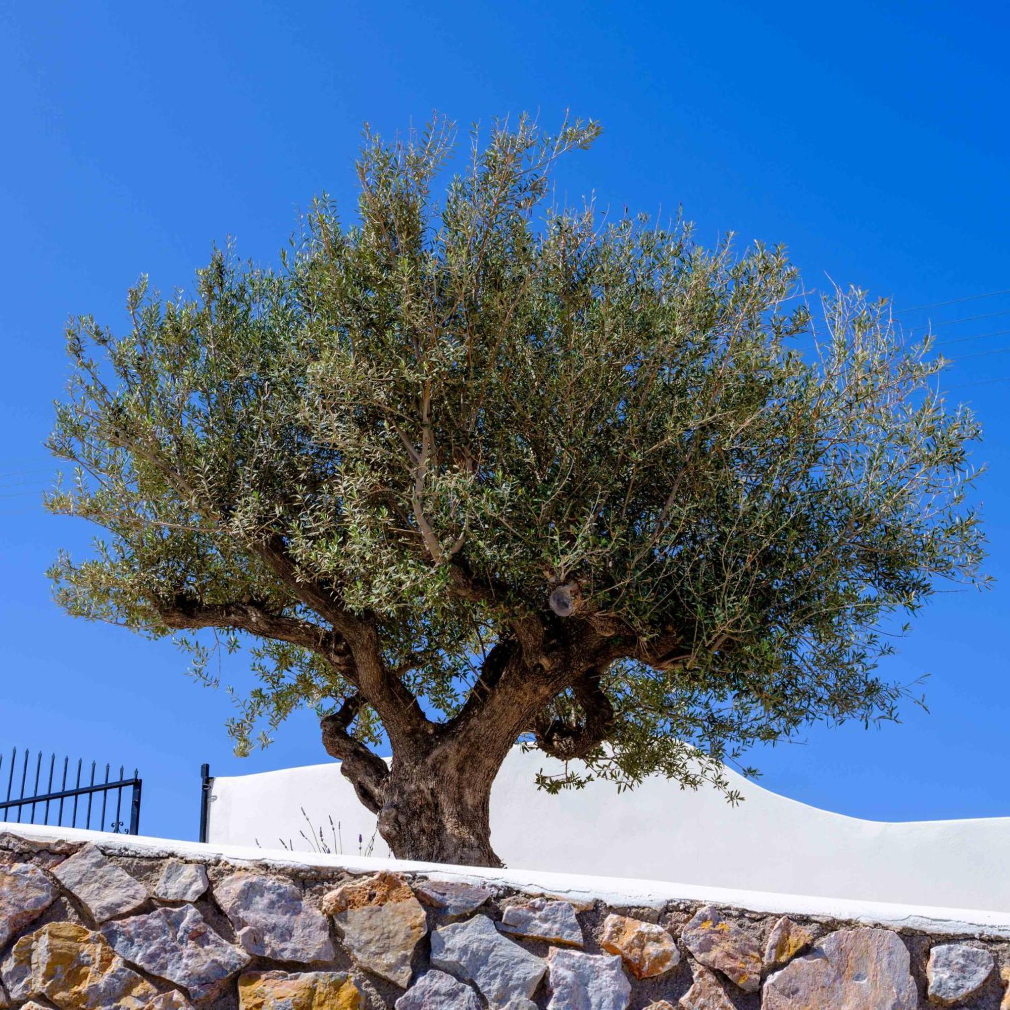 Santorini C Villa Fira  Ngoại thất bức ảnh